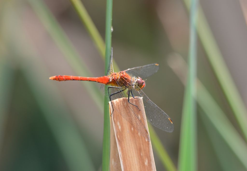 Libellula